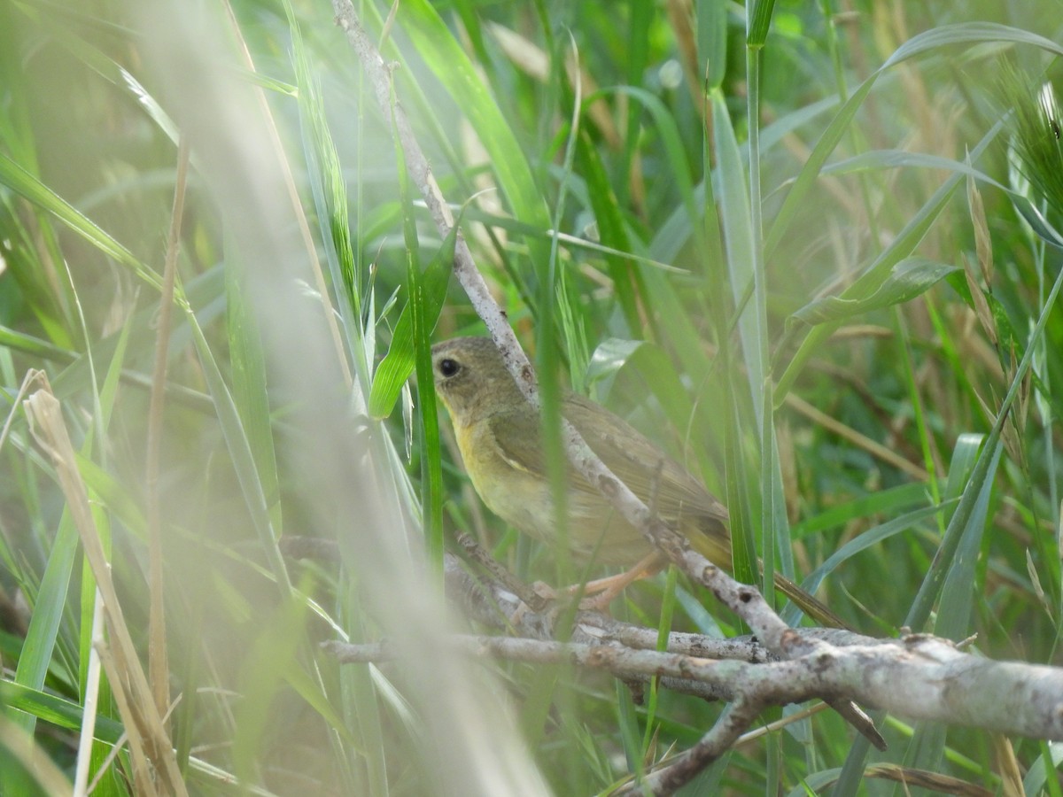 Common Yellowthroat - ML635624176