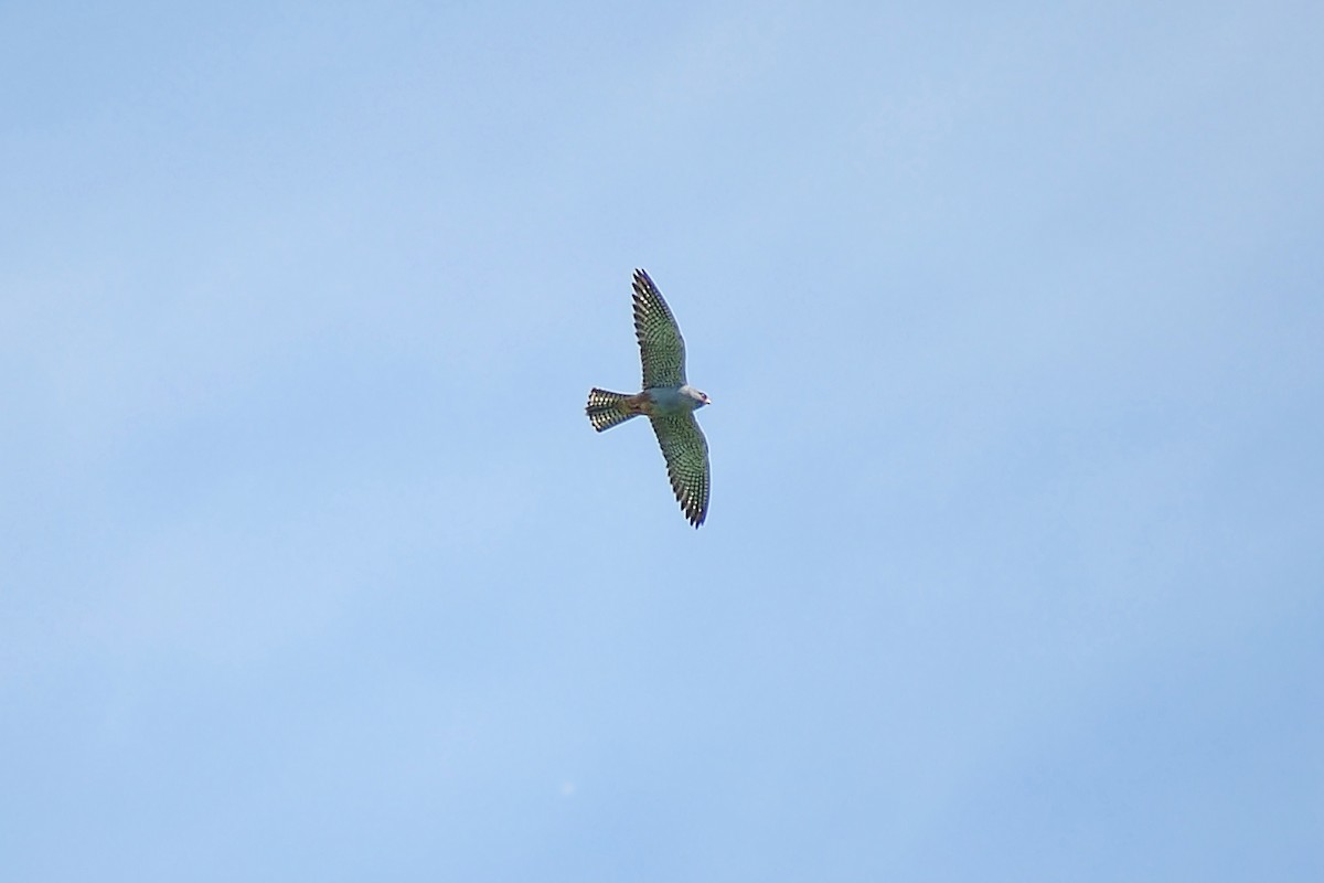 Red-footed Falcon - ML635624287