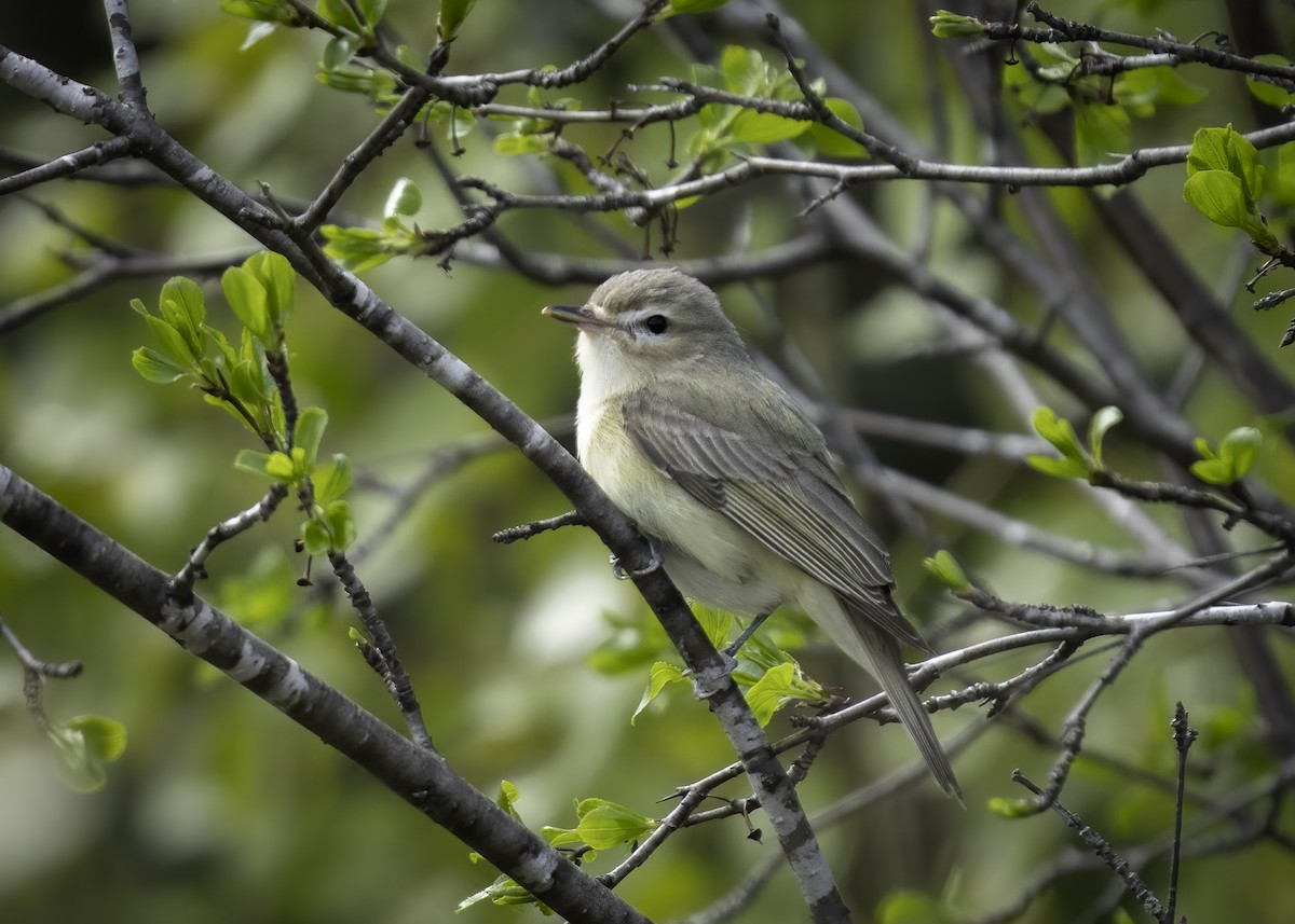 Eastern Warbling Vireo - ML635624296