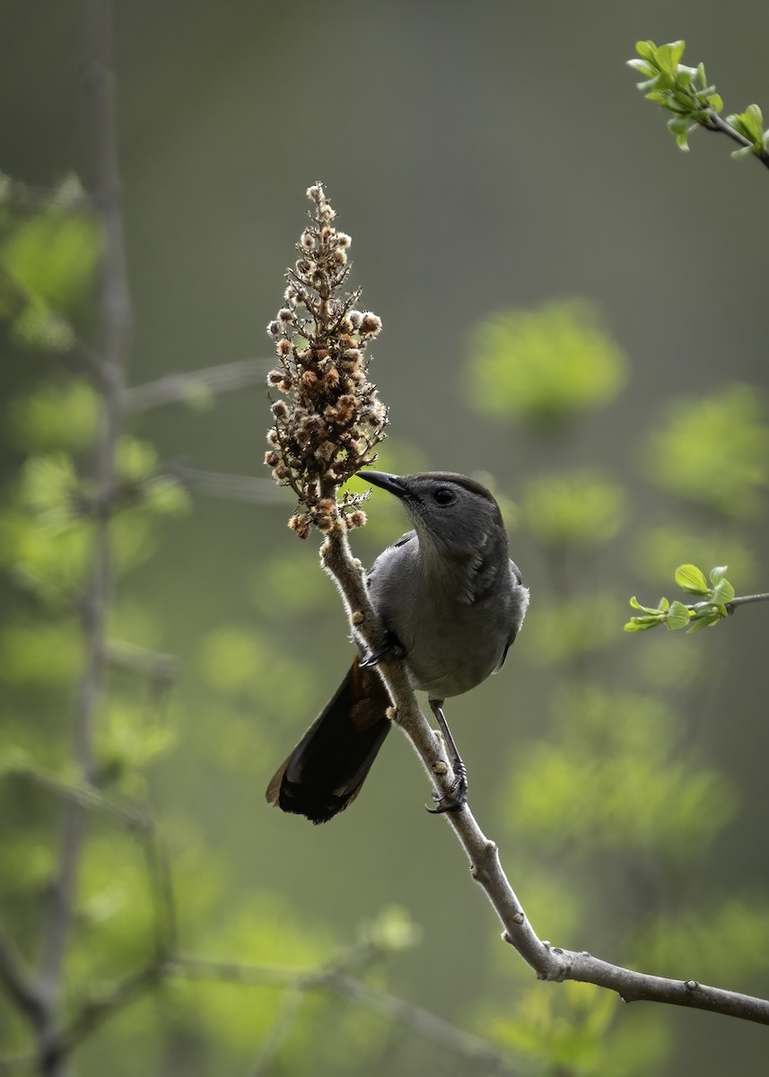 Gray Catbird - ML635624311