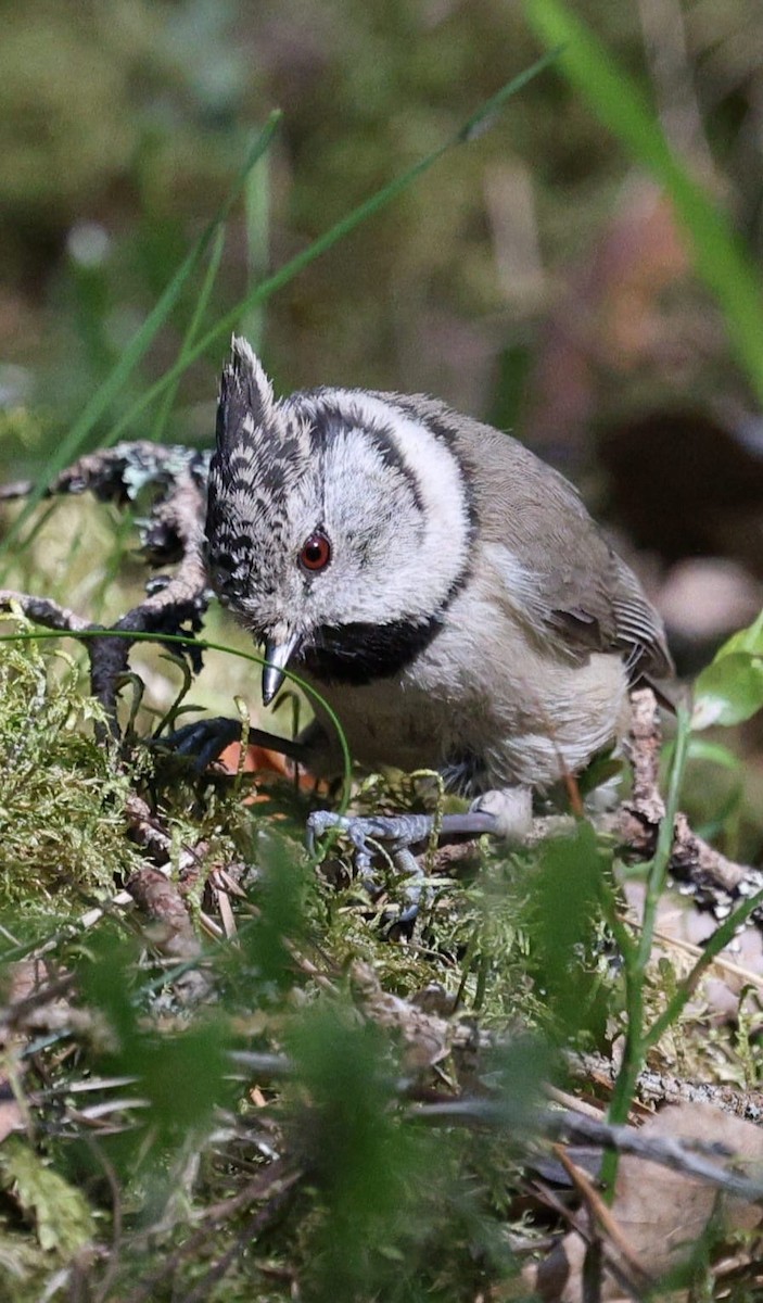 Mésange huppée - ML635624331