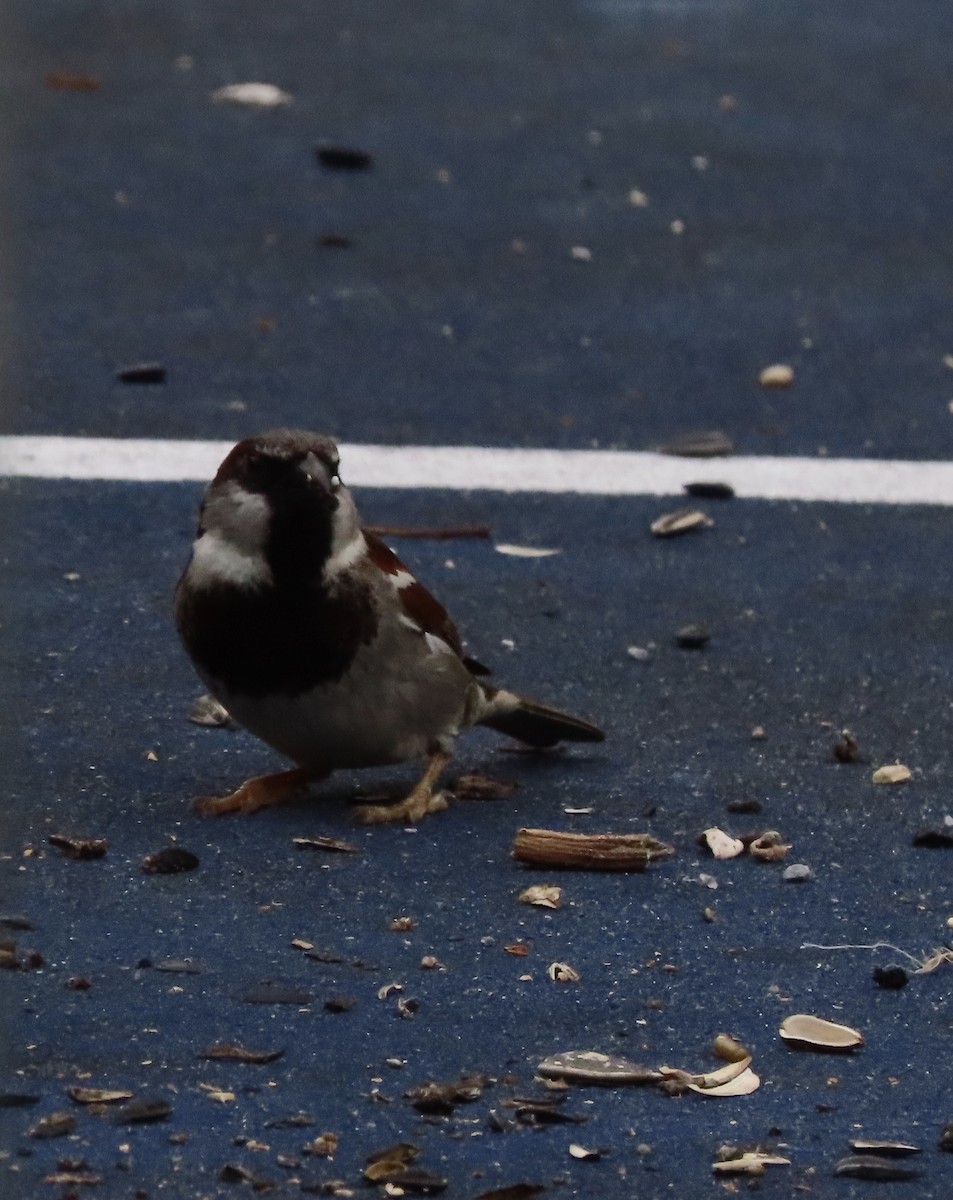 Moineau domestique - ML635624340