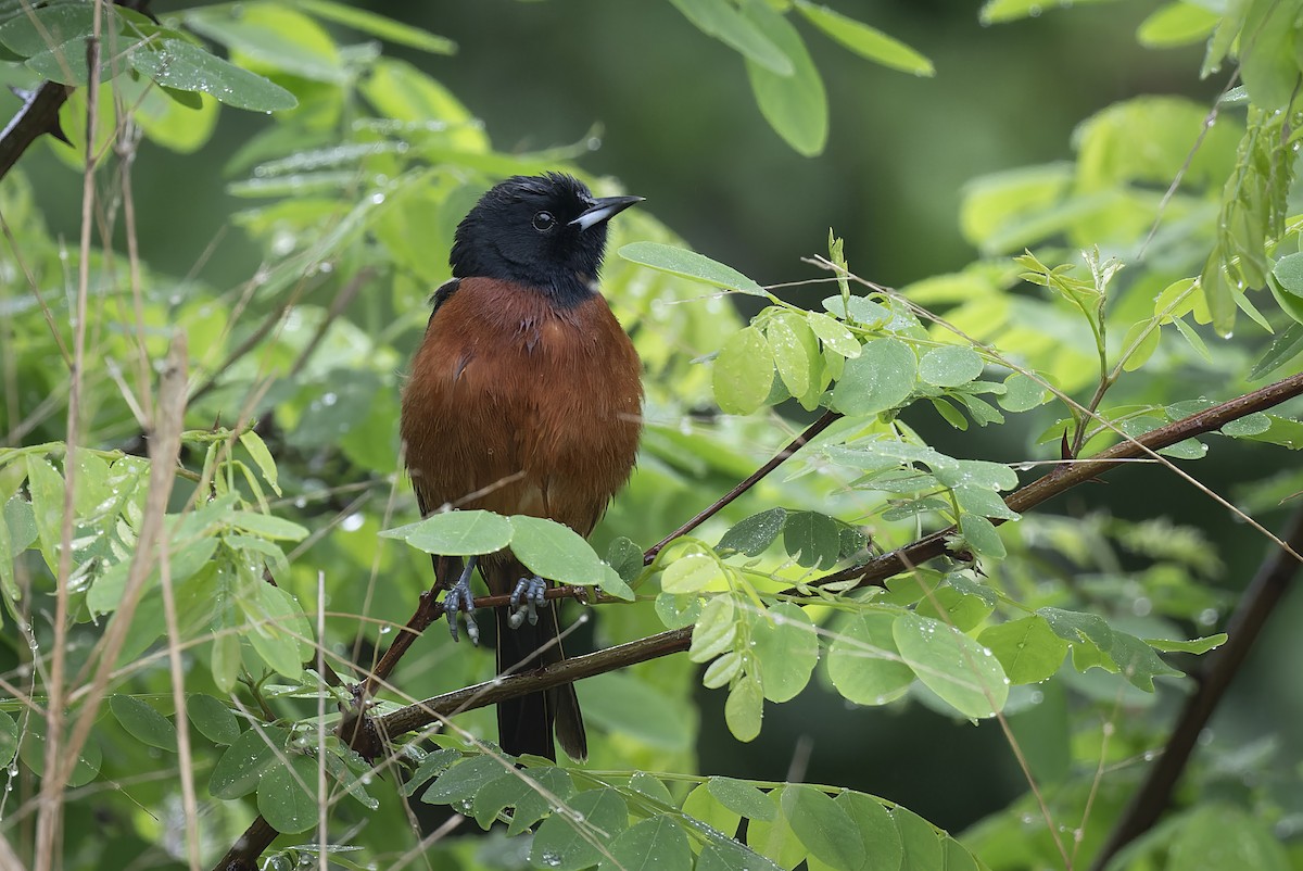 Oriole des vergers - ML635624341