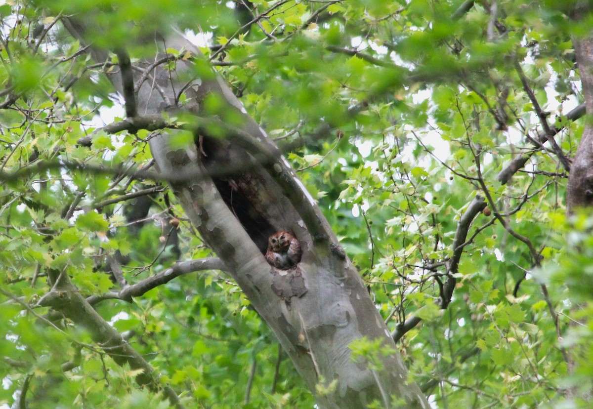 Eastern Screech-Owl - ML635624364