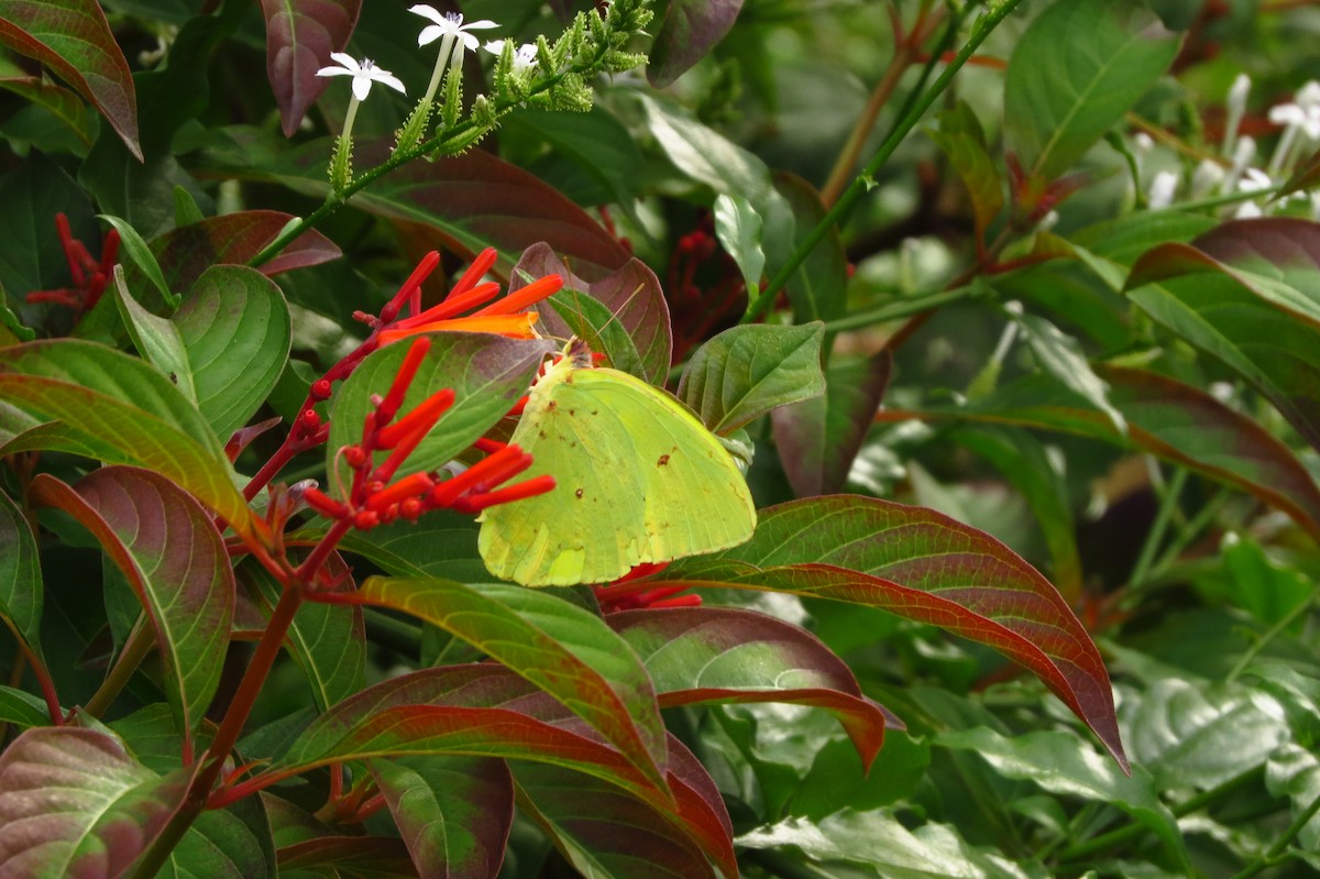 Insects - ML635624403
