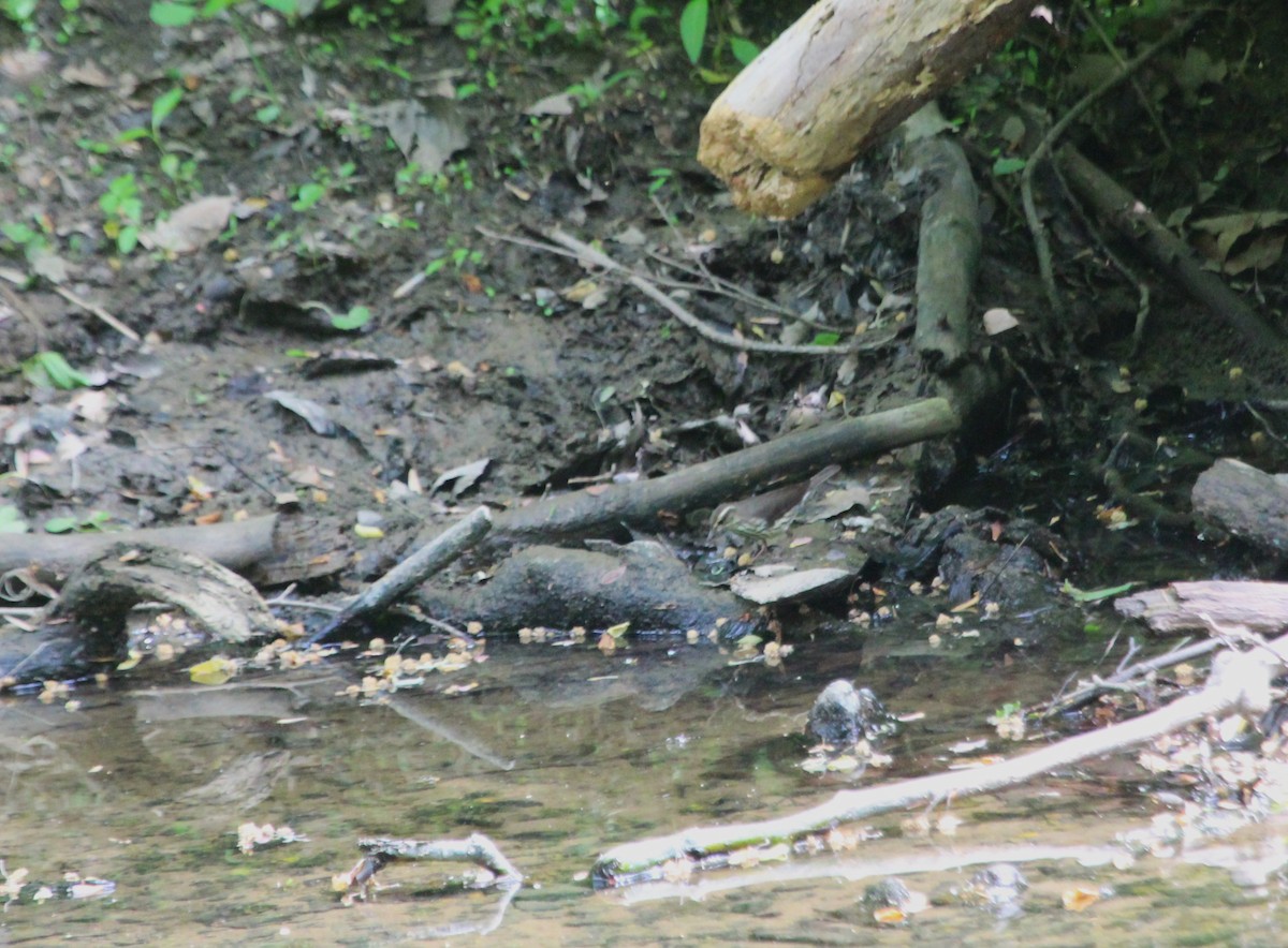 Northern Waterthrush - ML635624510