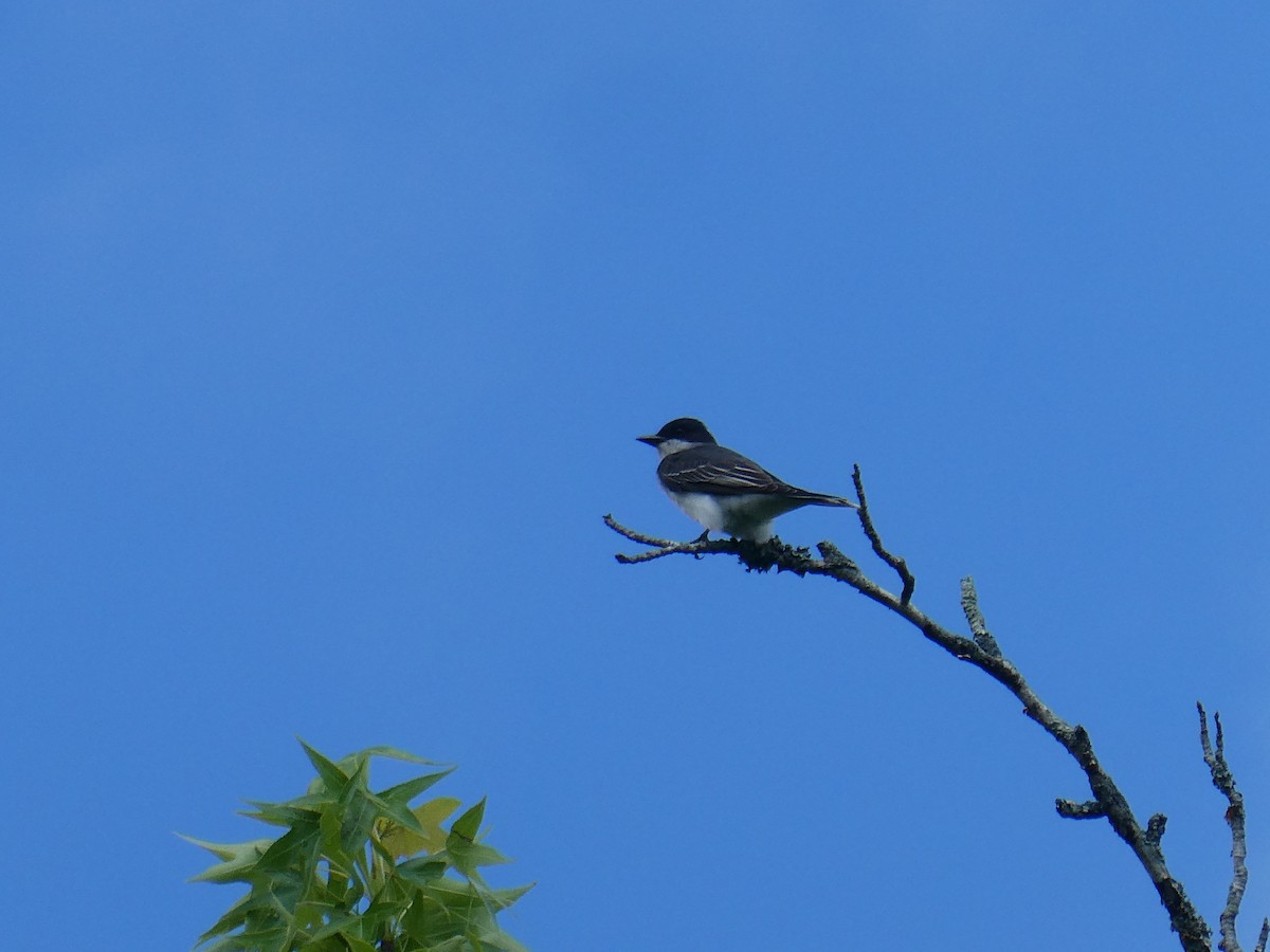 Eastern Kingbird - ML635624543