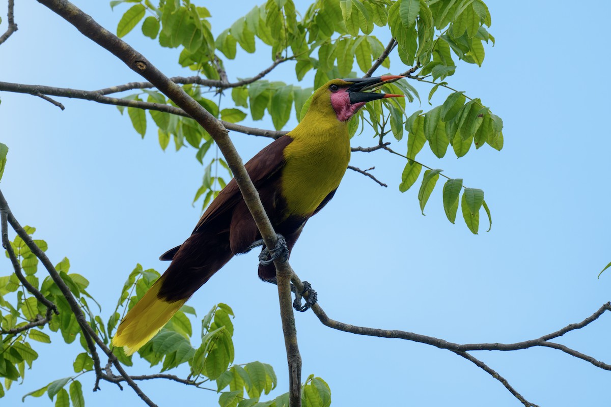Olive Oropendola - ML635624565