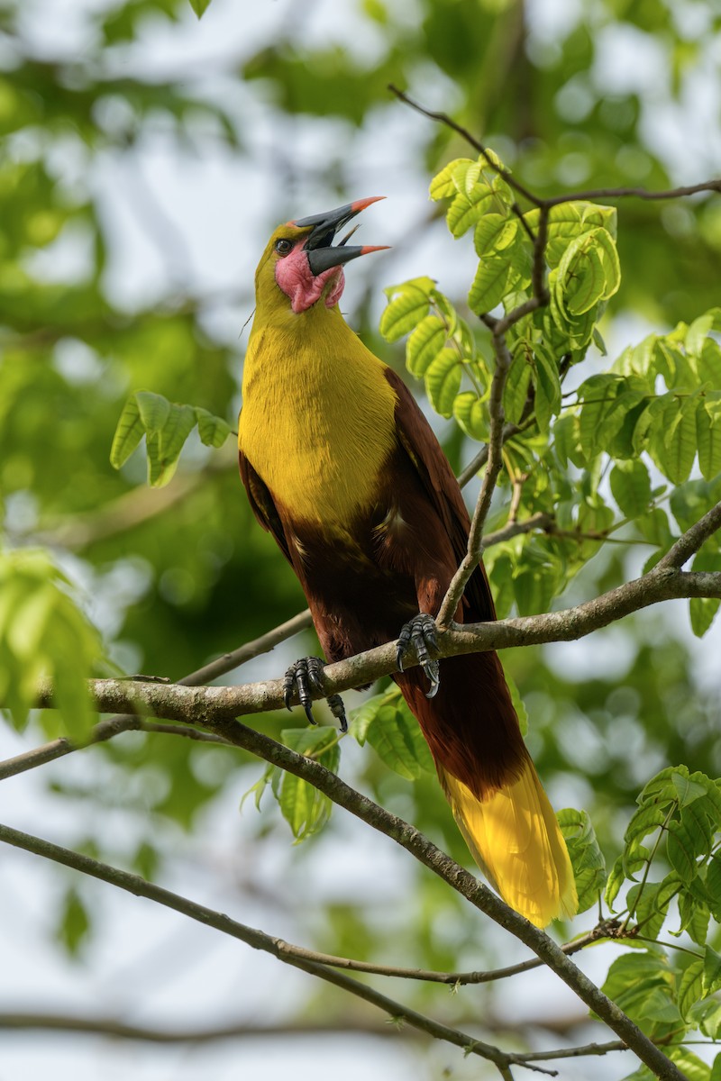 Olive Oropendola - ML635624566