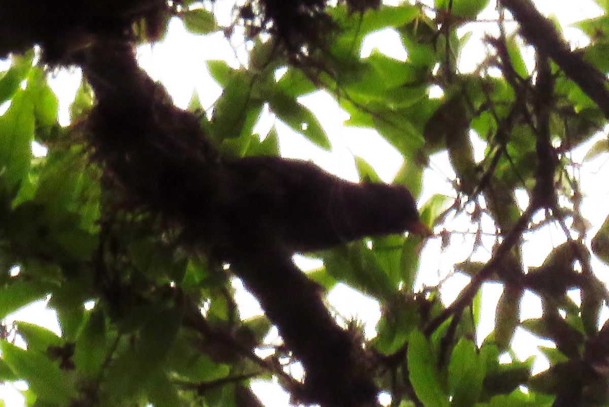 Black Thrush - ML635624592
