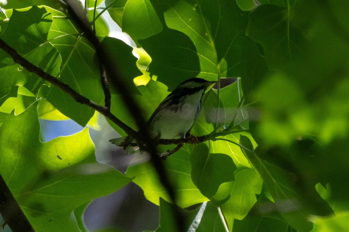 Tufted Titmouse - ML635624597