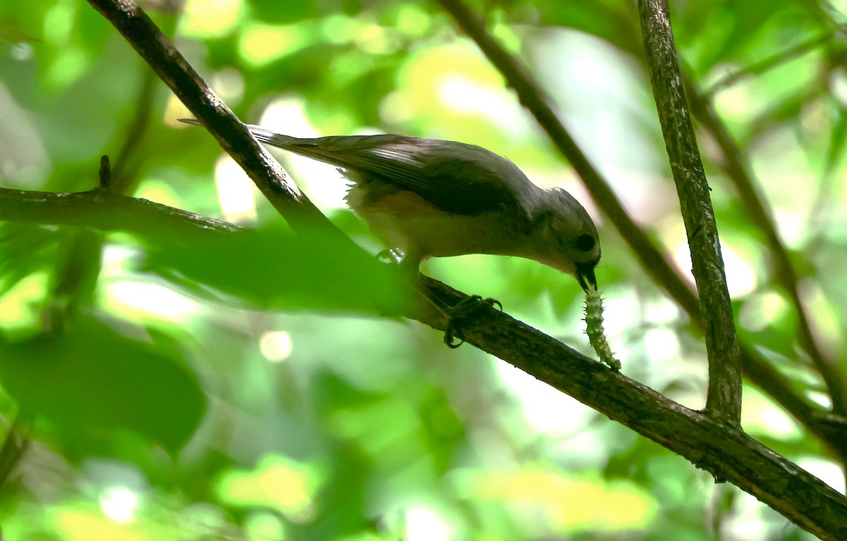 Tufted Titmouse - ML635624598