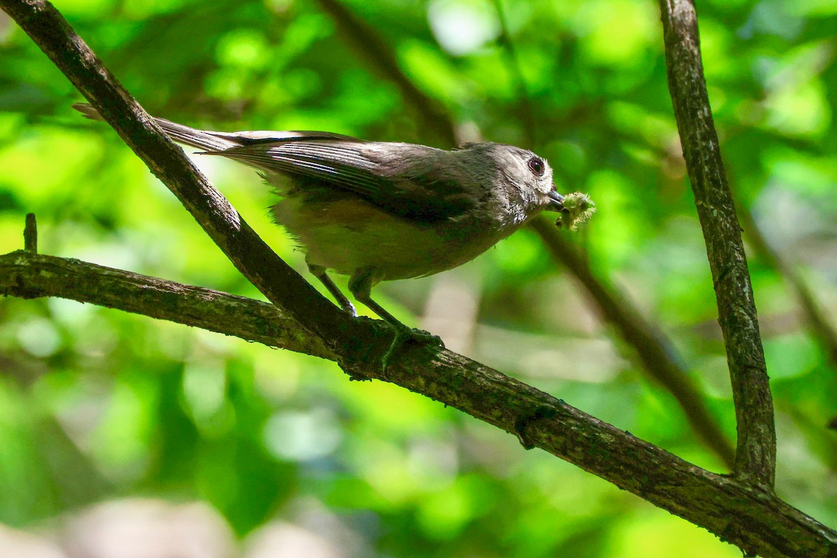 Tufted Titmouse - ML635624599