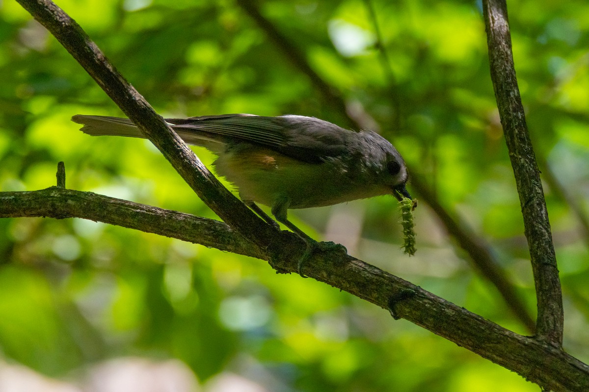 Tufted Titmouse - ML635624601