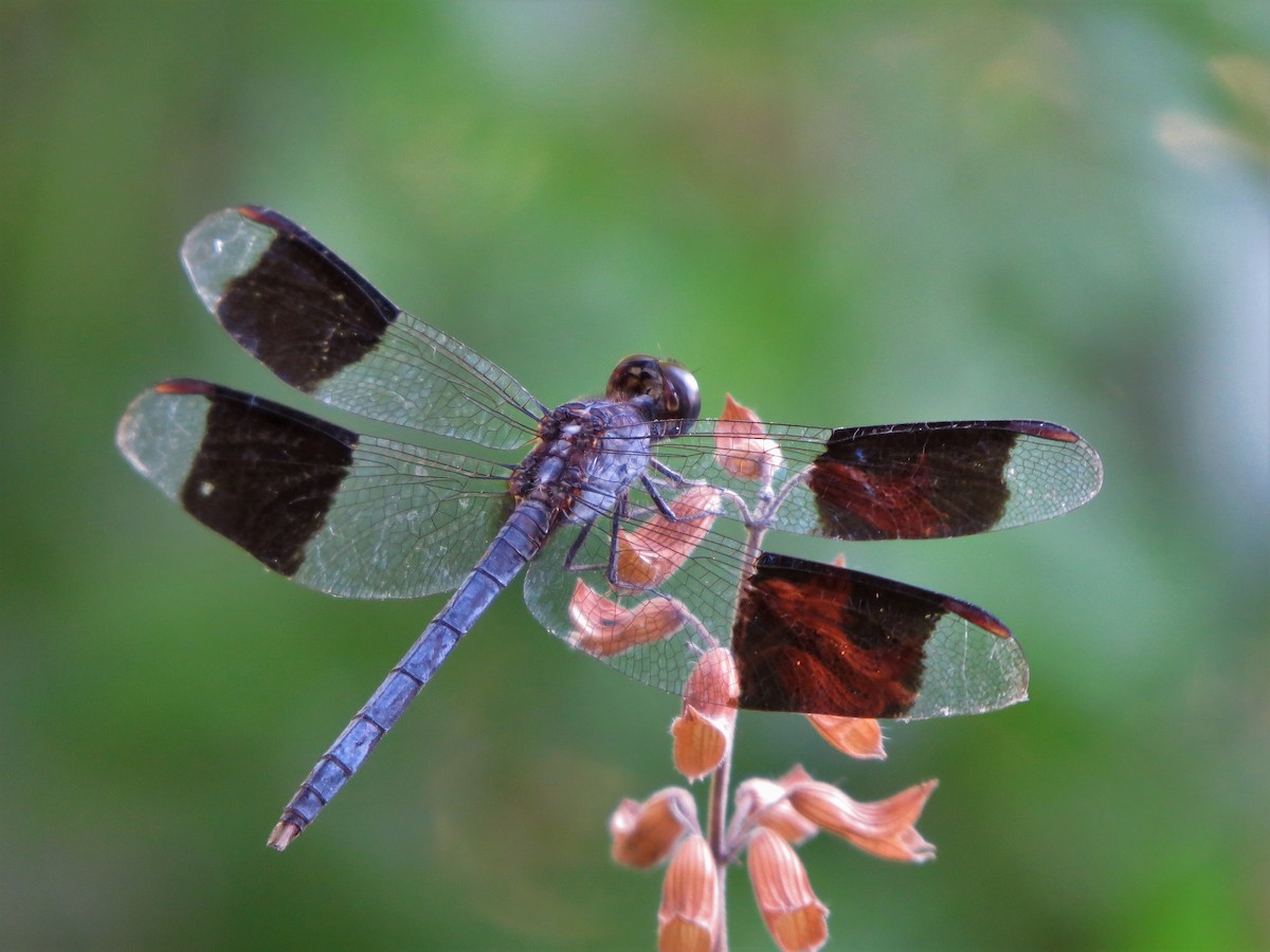 Insects - ML635624650