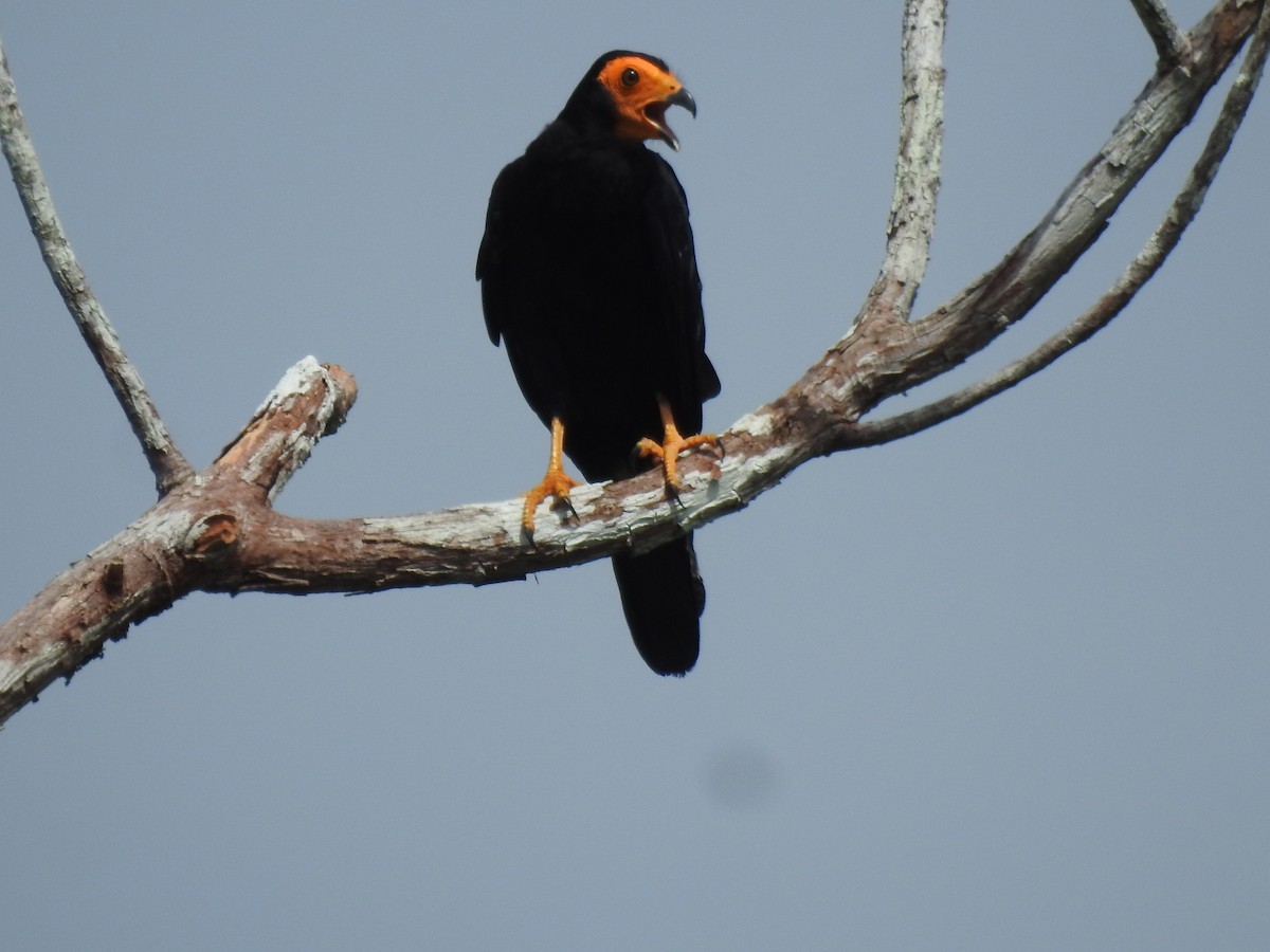 Black Caracara - ML635624682