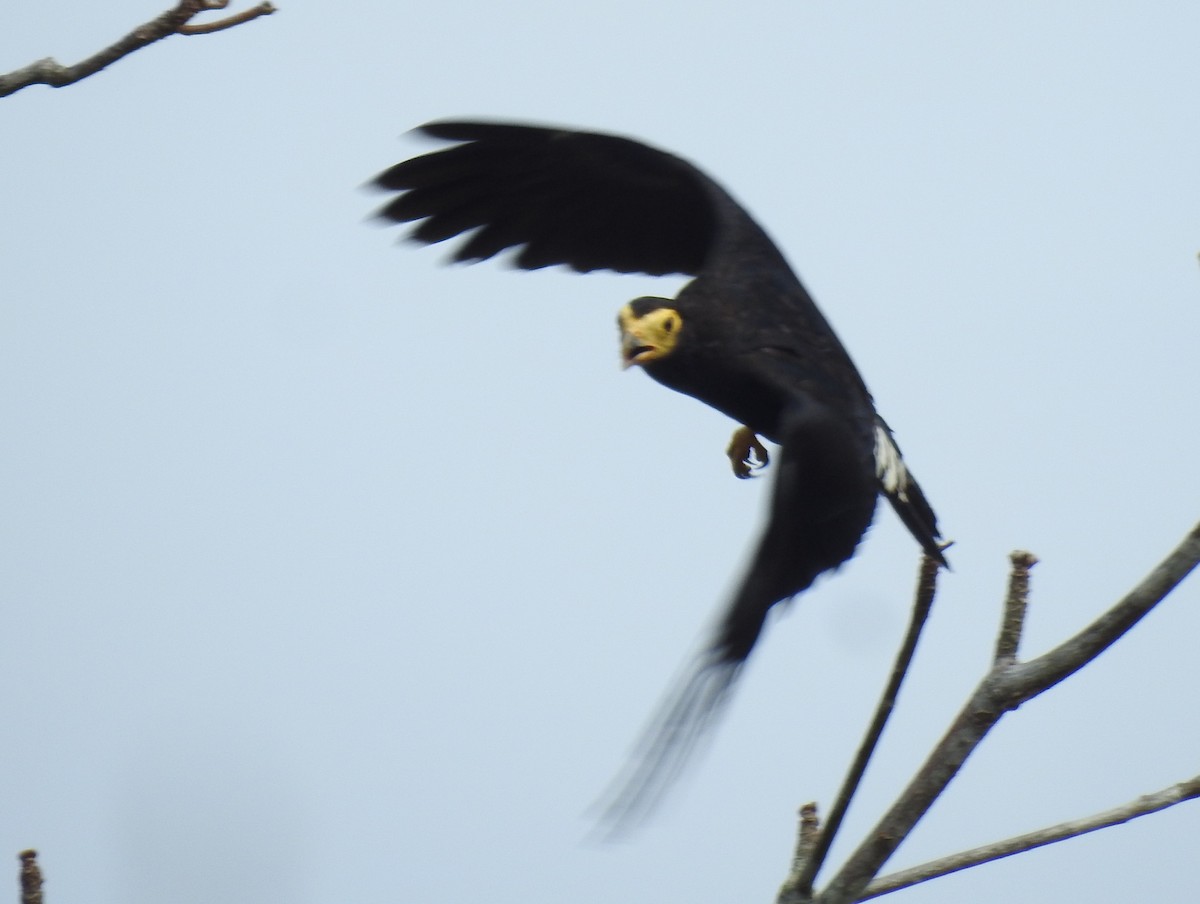 Black Caracara - ML635624699