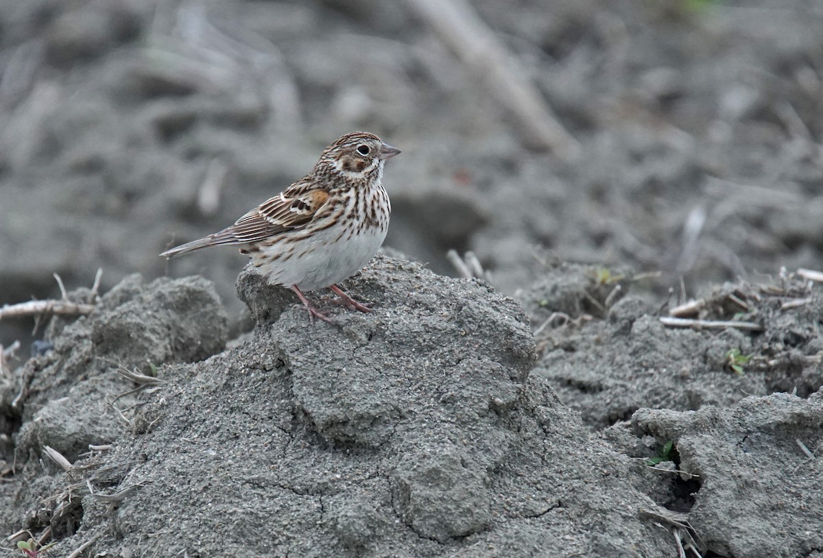 Vesper Sparrow - ML635624716