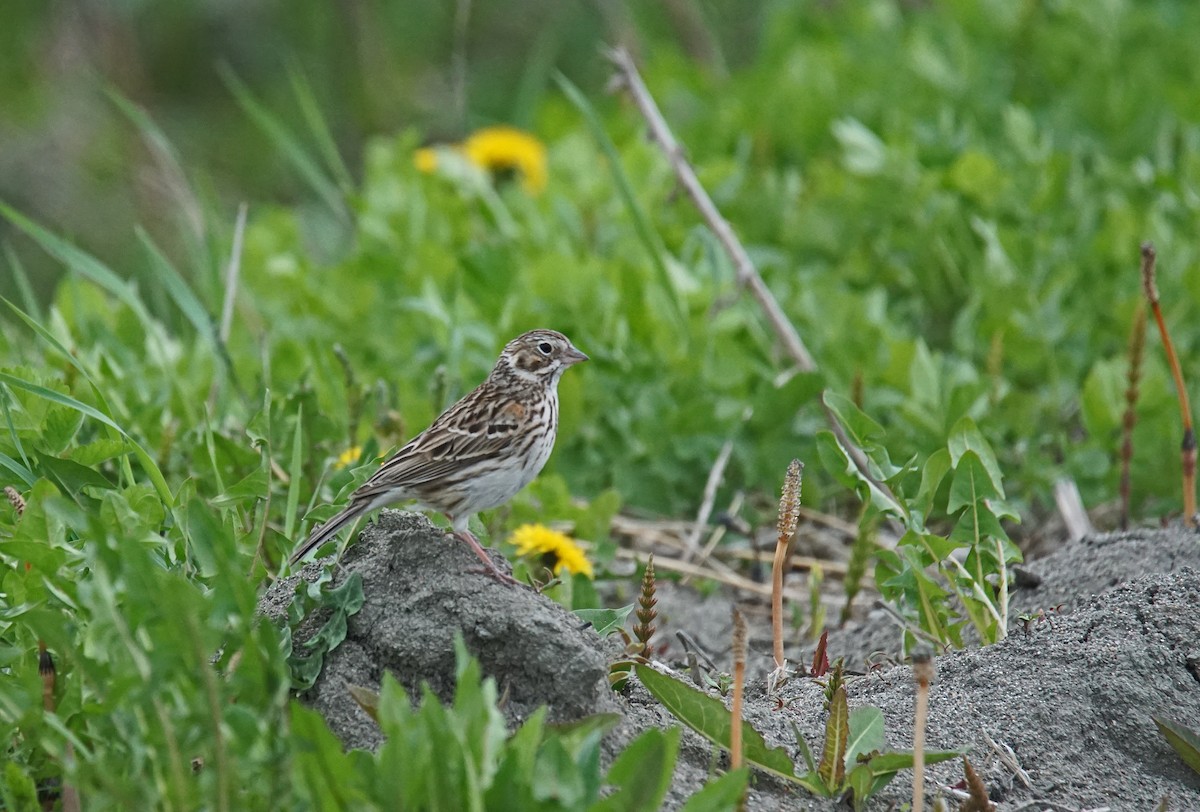 Vesper Sparrow - ML635624717