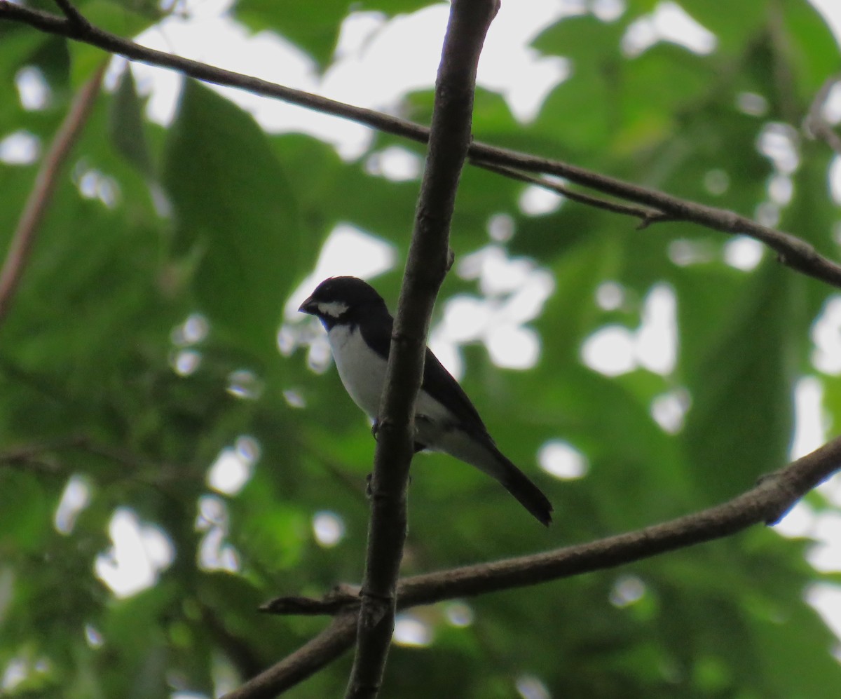 Lesson's Seedeater - ML635624768