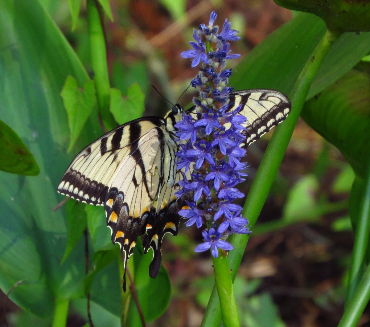 Insects - ML635624784