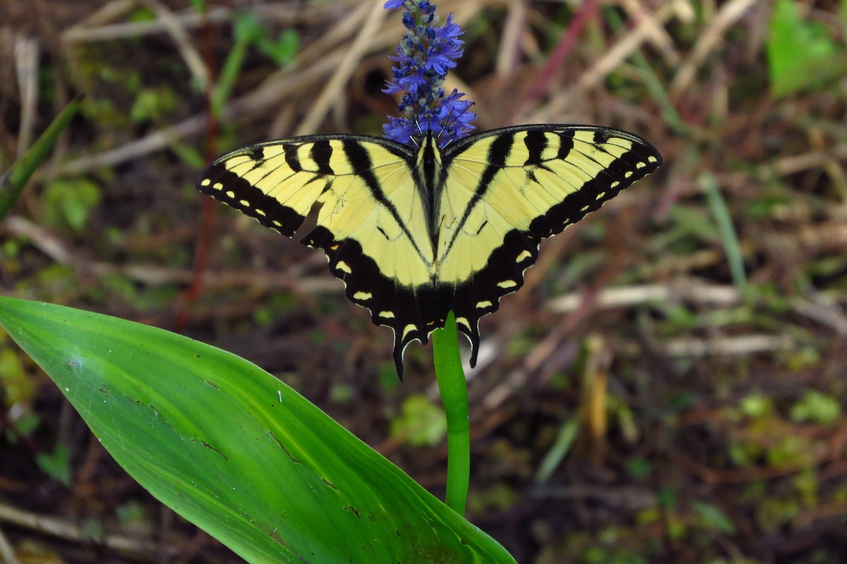 Insects - ML635624785