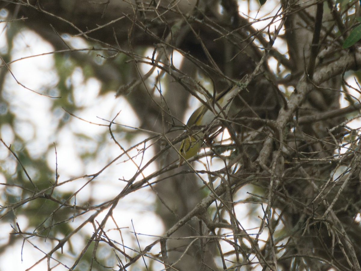 Wood Warbler - ML635624817