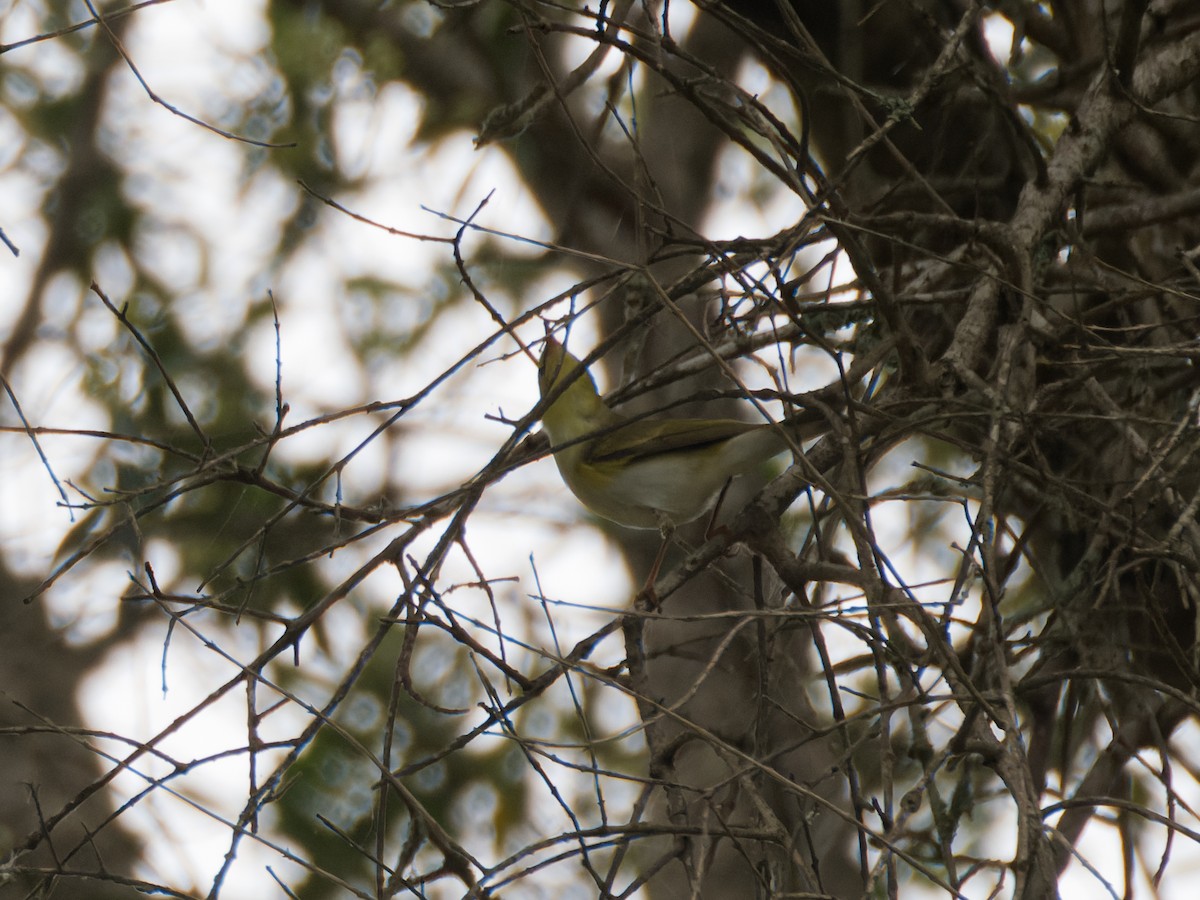 Wood Warbler - ML635624819