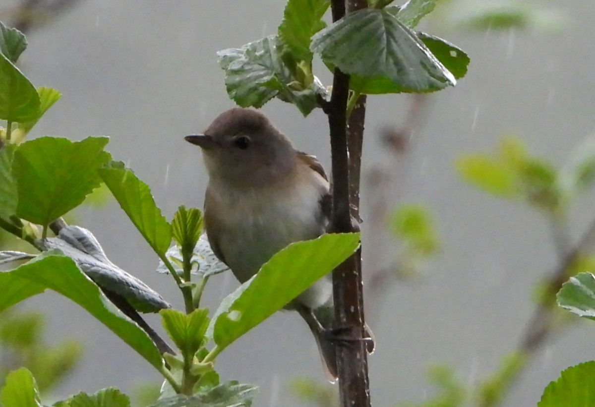 Garden Warbler - ML635624872