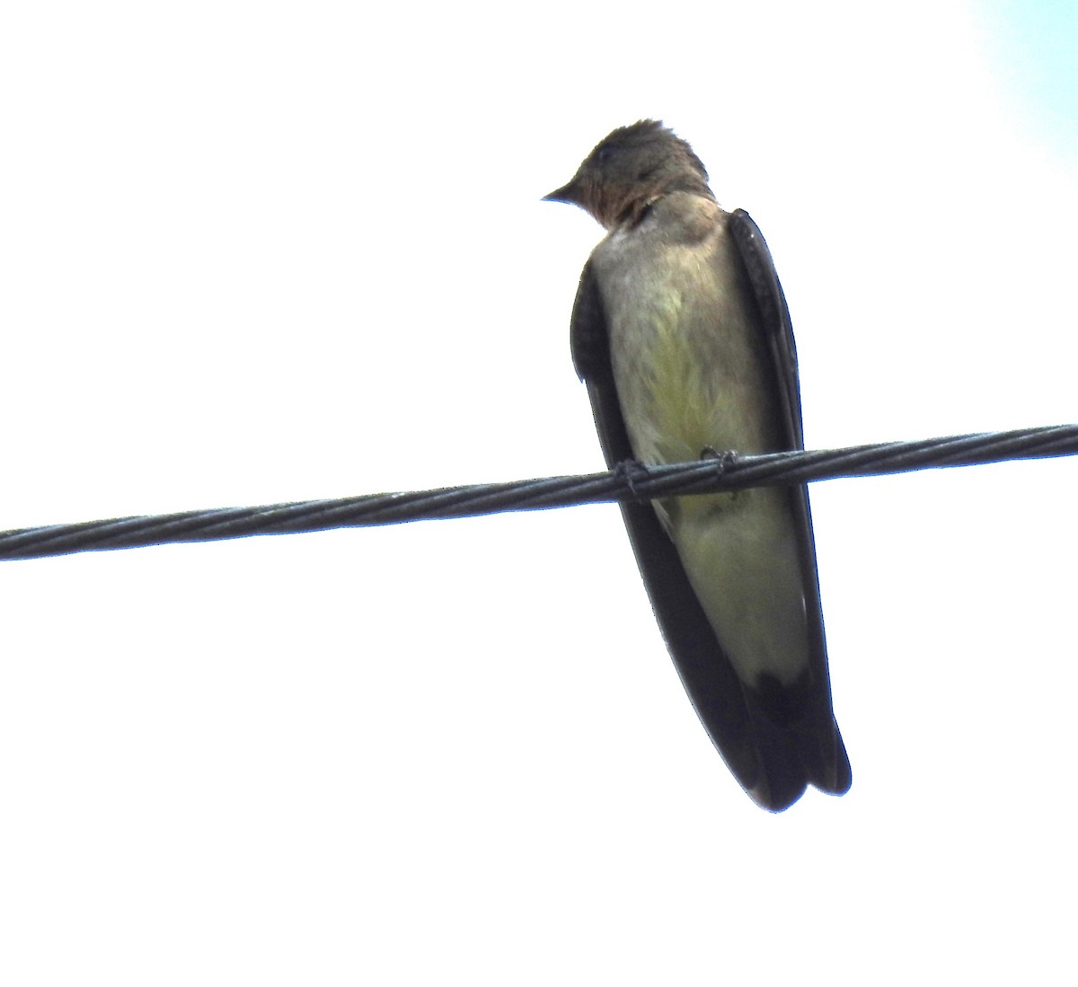 Southern Rough-winged Swallow - ML635624923