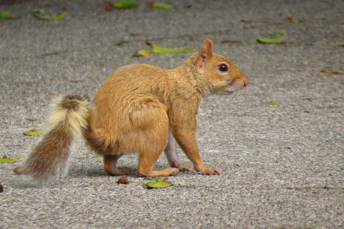 Eastern Gray Squirrel - ML635624953