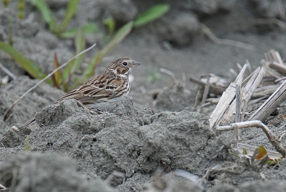 Vesper Sparrow - ML635625107