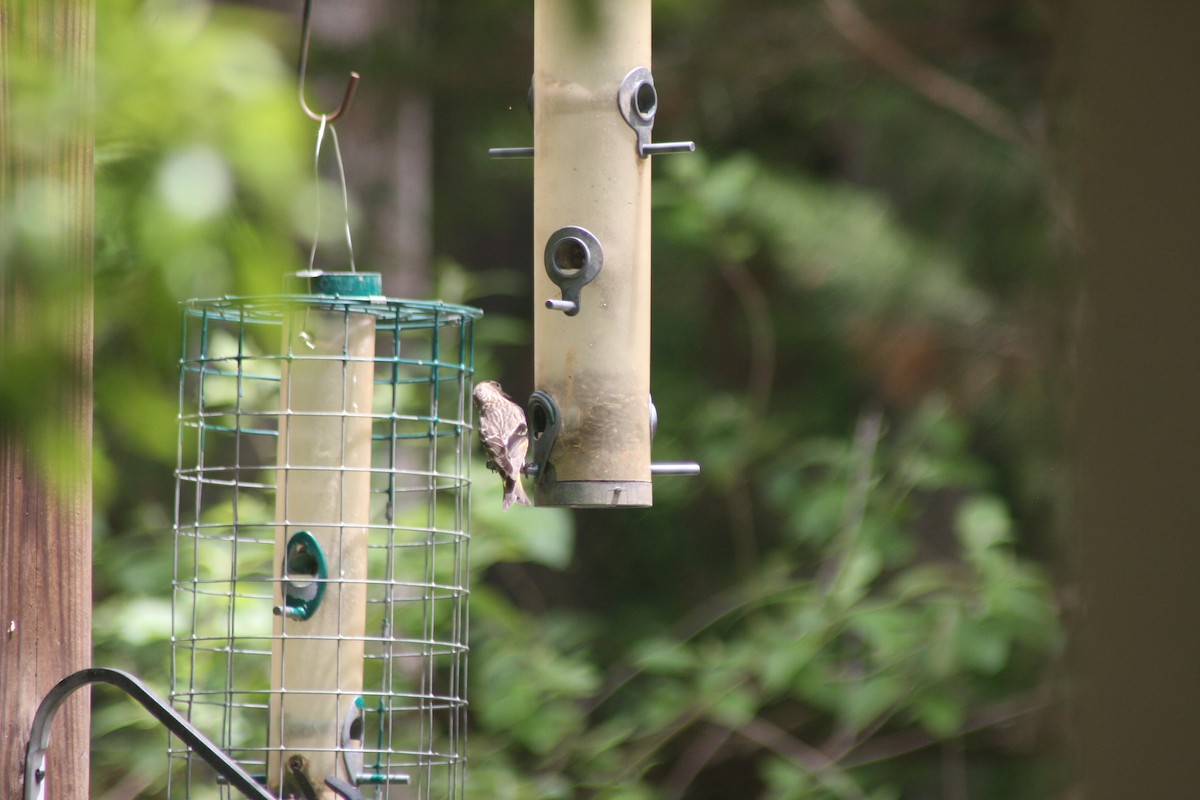 Pine Siskin - ML635625165