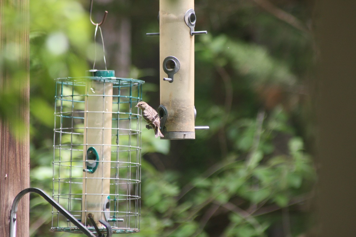 Pine Siskin - ML635625166