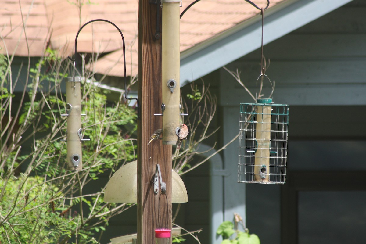 Pine Siskin - ML635625168