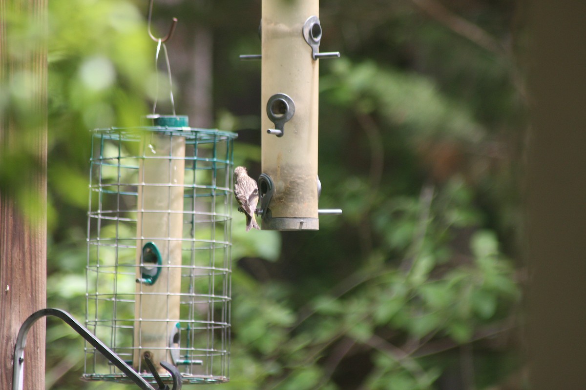 Pine Siskin - ML635625170