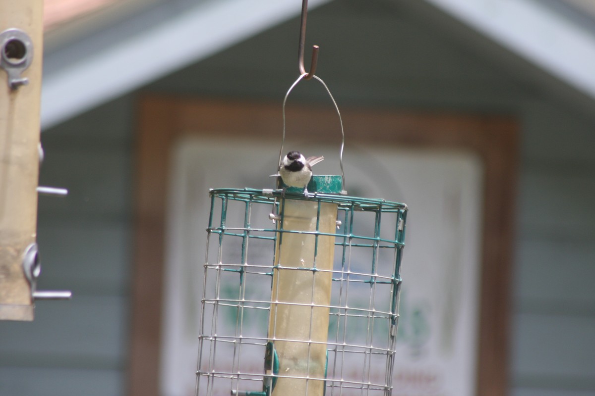 Carolina Chickadee - ML635625195