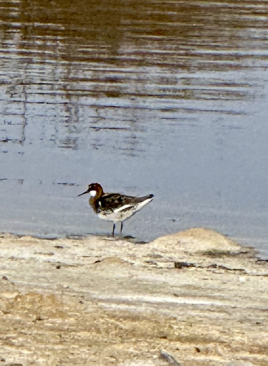 Red-necked Phalarope - ML635625217