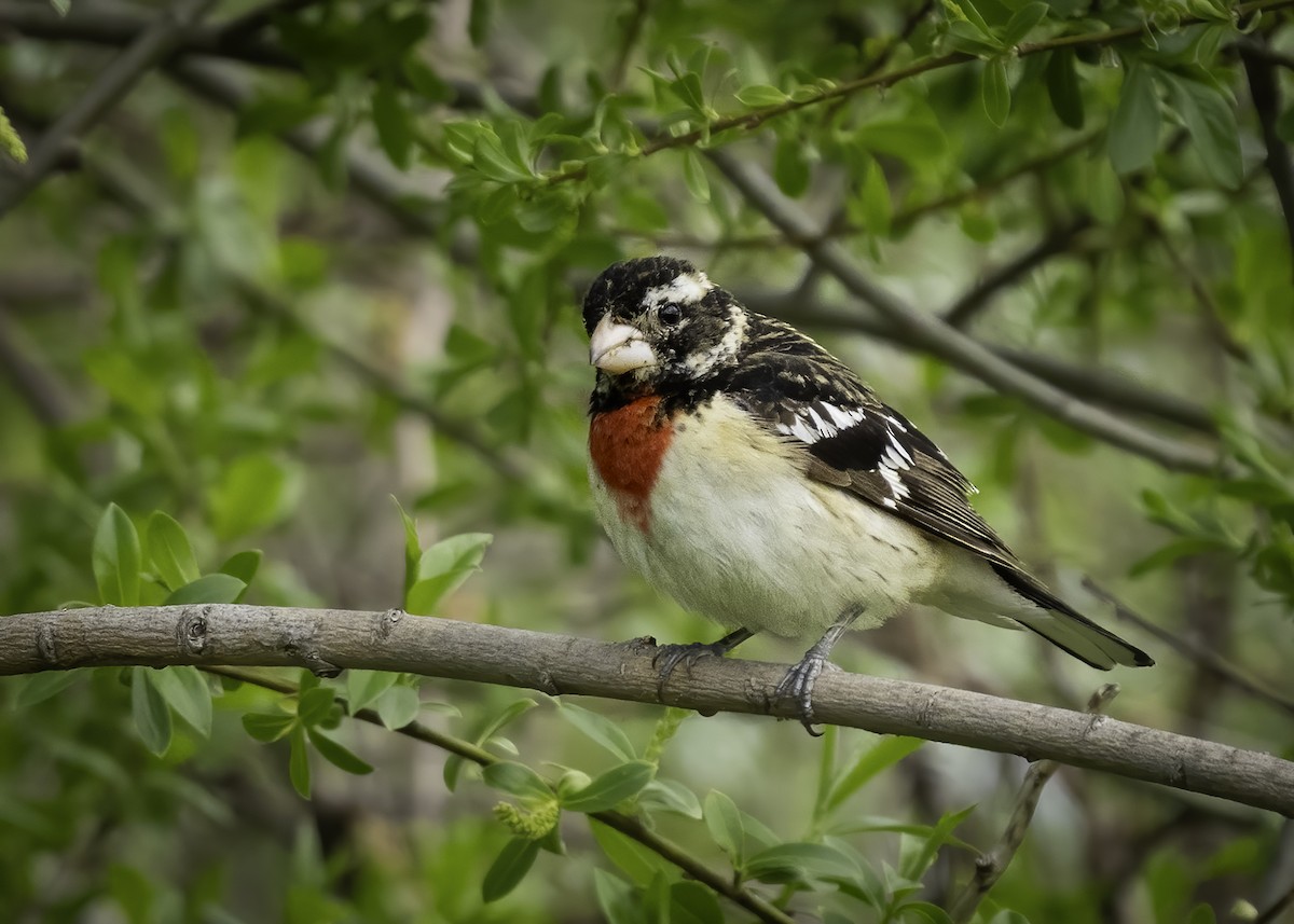 Rose-breasted Grosbeak - ML635625389
