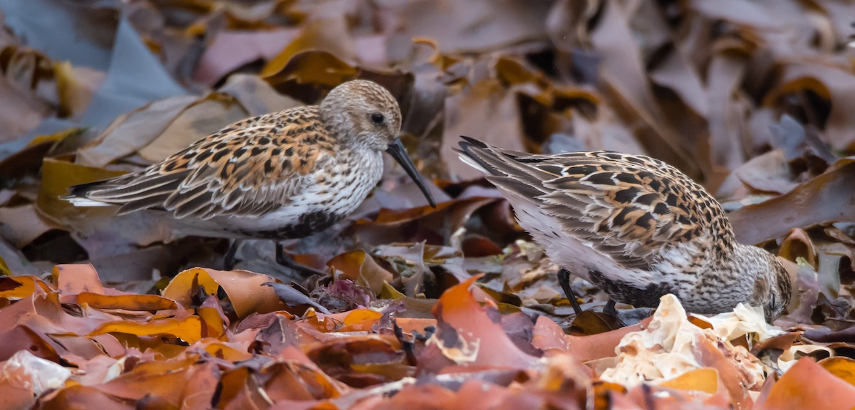 Хар элсэг - ML635625390