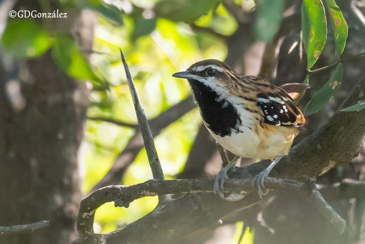 Stripe-backed Antbird - ML635625415