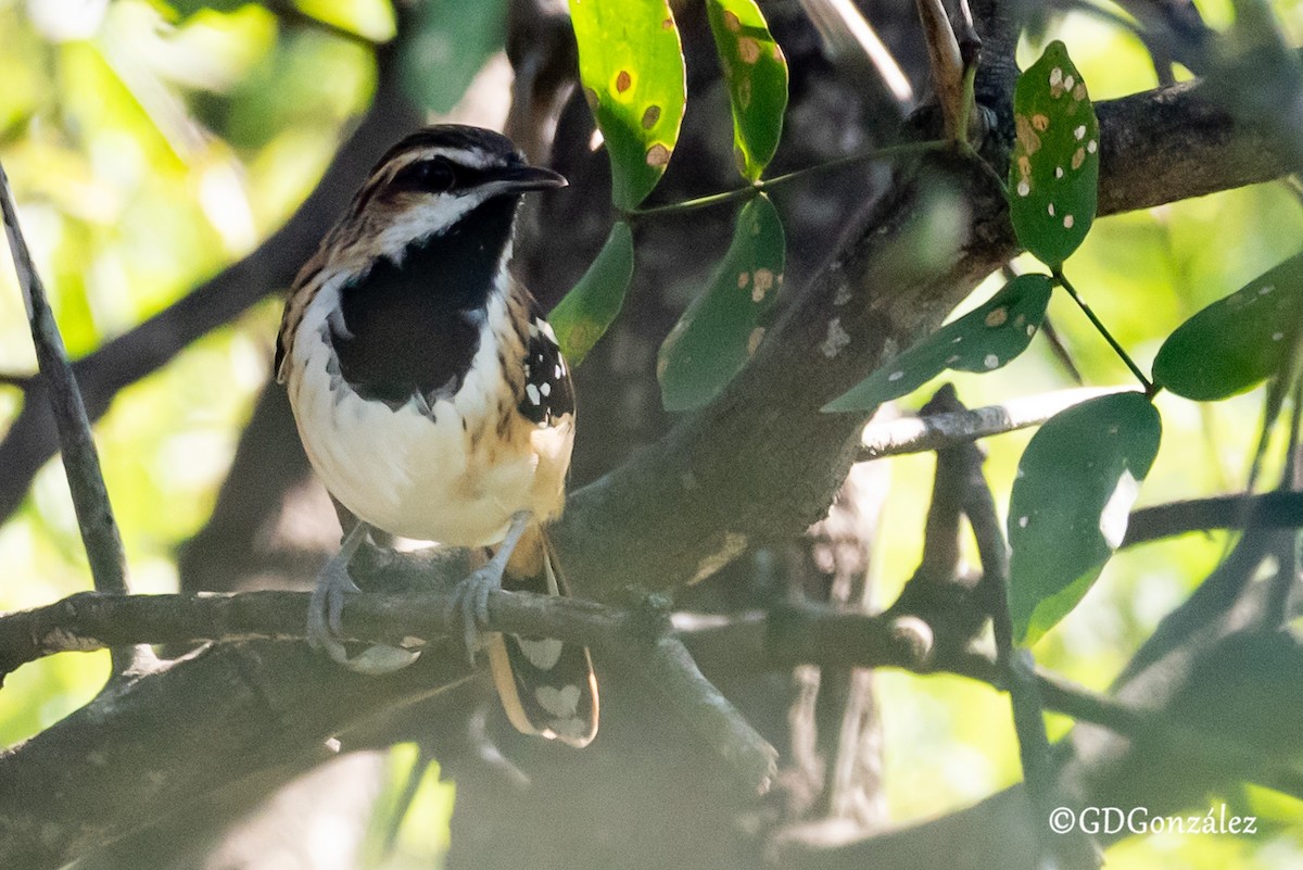 Stripe-backed Antbird - ML635625416