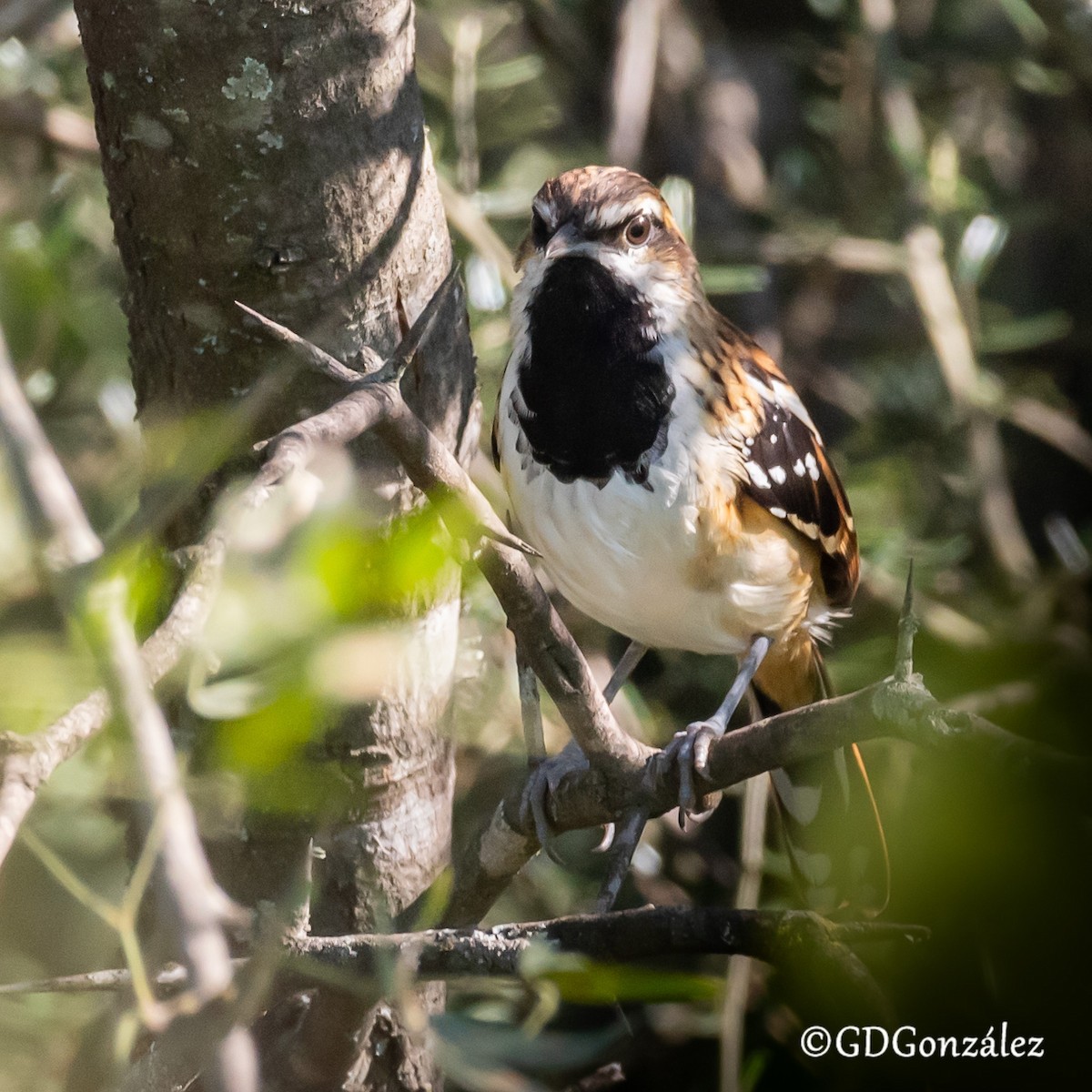 Stripe-backed Antbird - ML635625417