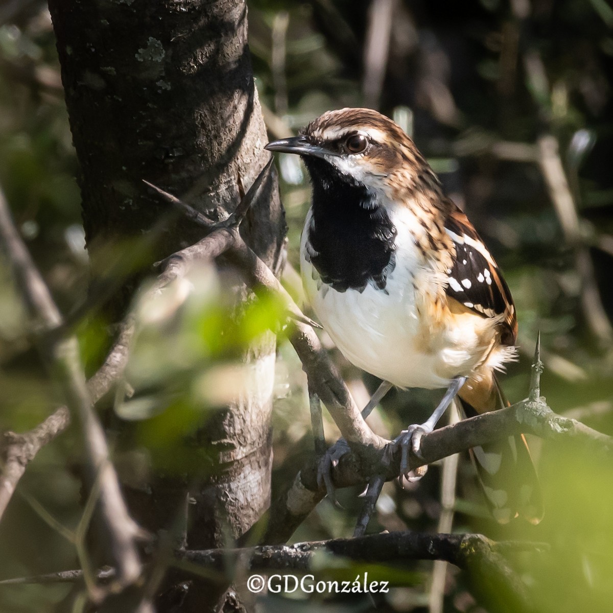Stripe-backed Antbird - ML635625418