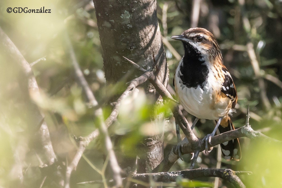 Stripe-backed Antbird - ML635625419