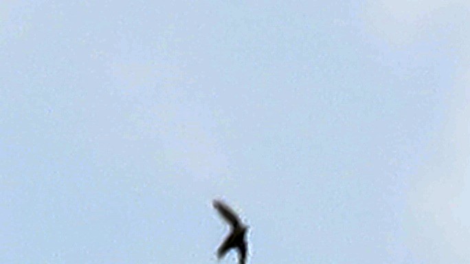 Great Swallow-tailed Swift - ML635625530