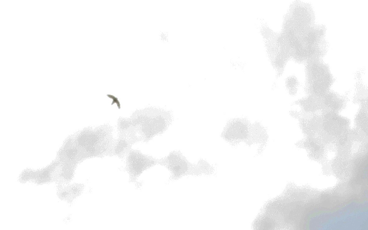Great Swallow-tailed Swift - ML635625531