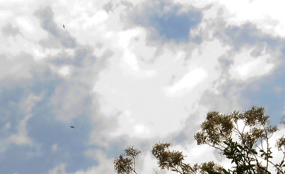 Great Swallow-tailed Swift - ML635625532