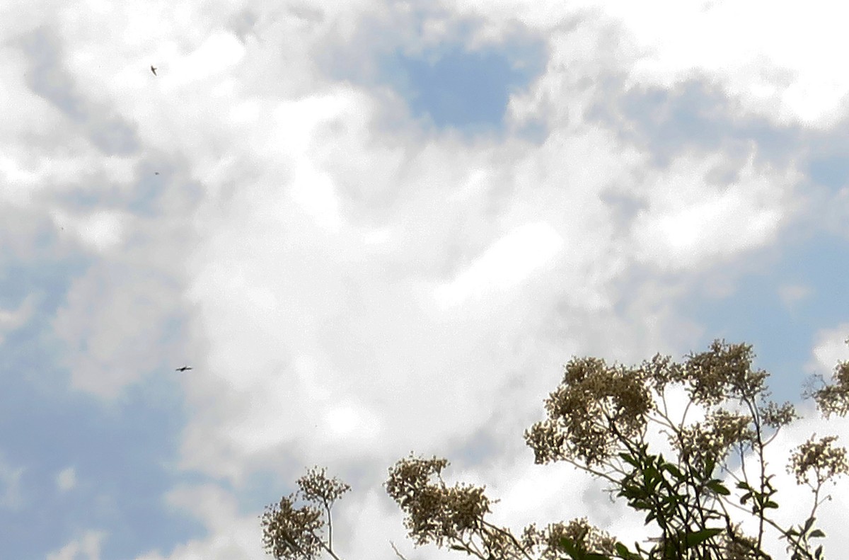 Great Swallow-tailed Swift - ML635625535