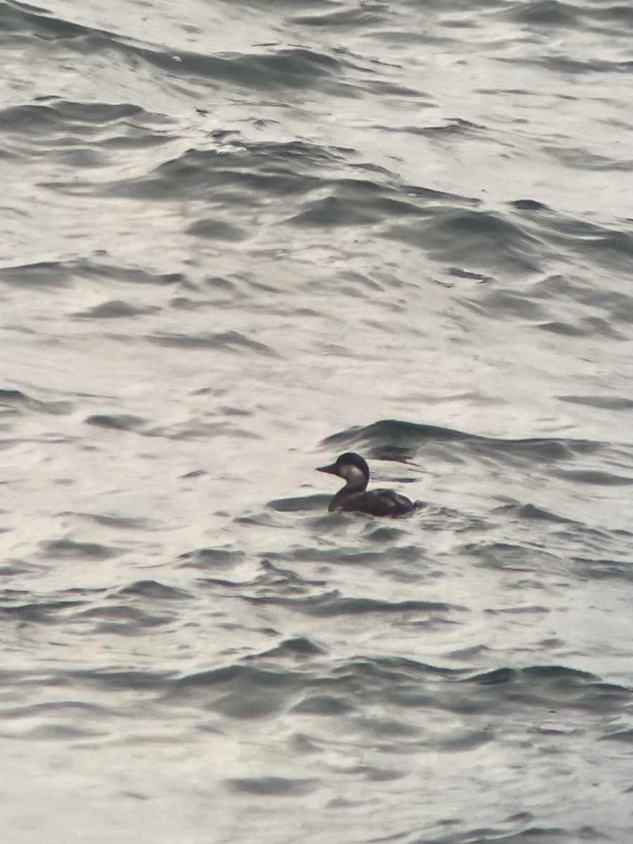 Common Scoter - ML635625597